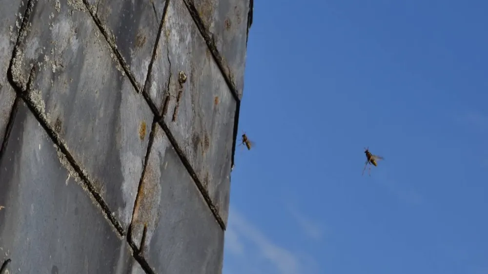guepes apens (4)