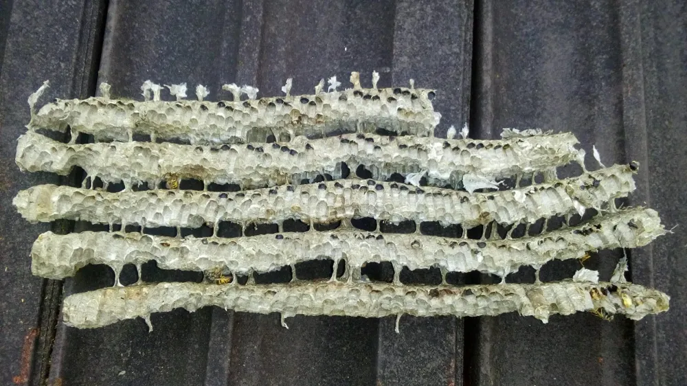 guepes apens (9)
